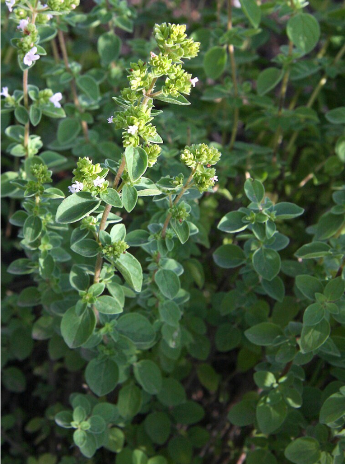 aceite esencial de orégano