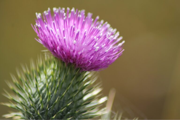 Cardo mariano (Silybum Marianum) un poderoso protector contra una amplia gama de toxinas