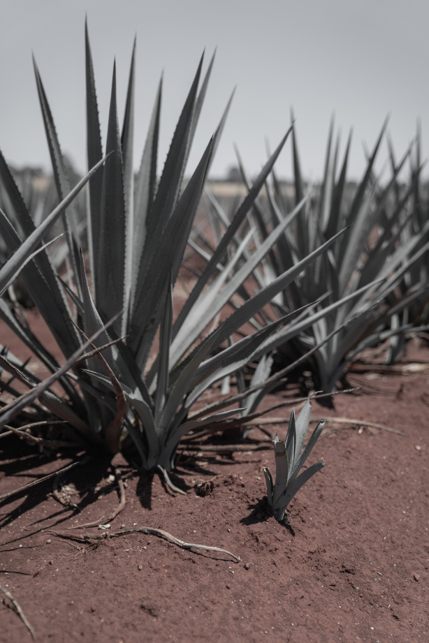 beneficios de la inulina de agave