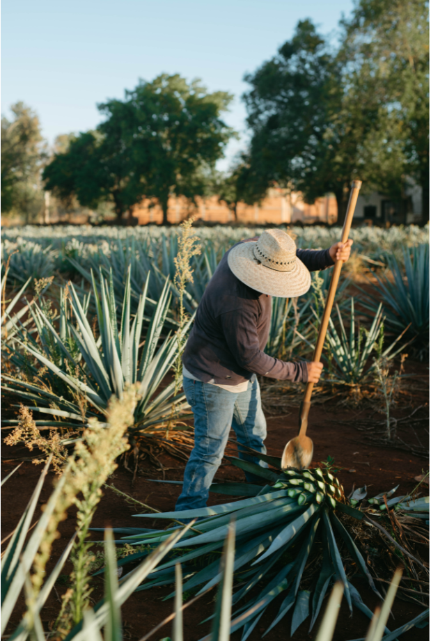 usos de la inulina de agave